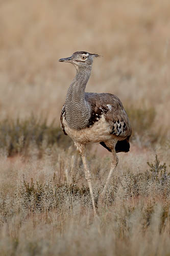 Kori Bustard