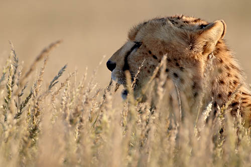 Cheetah