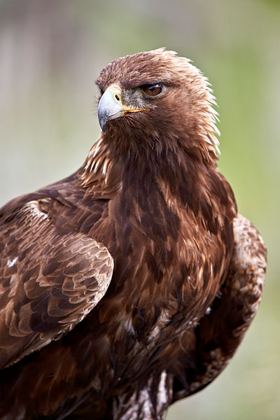 Golden Eagle