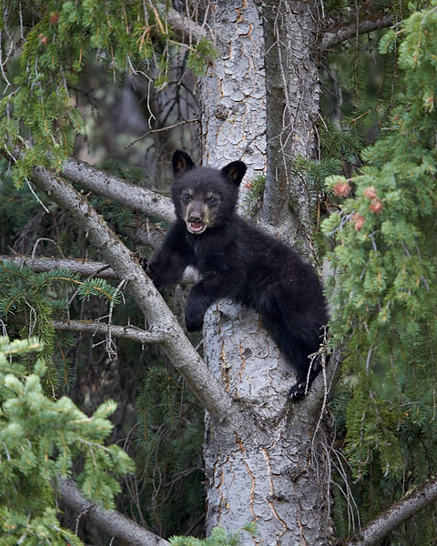 Black Bear Cub In A Tree