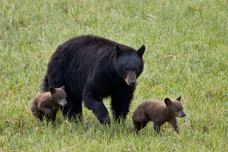 Black Bear Sow And Cubs