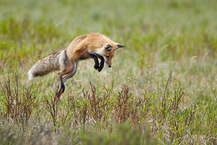 Red Fox Pouncing