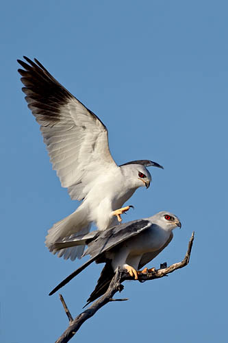 Black-Shouldered Kite Pair Mating