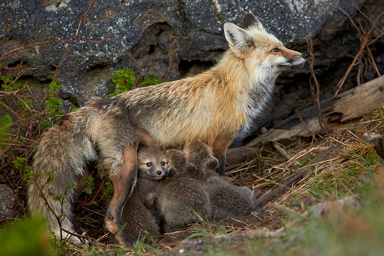 Red Fox Nursing
