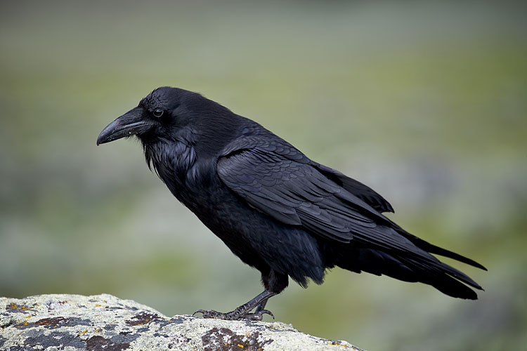 Common Raven