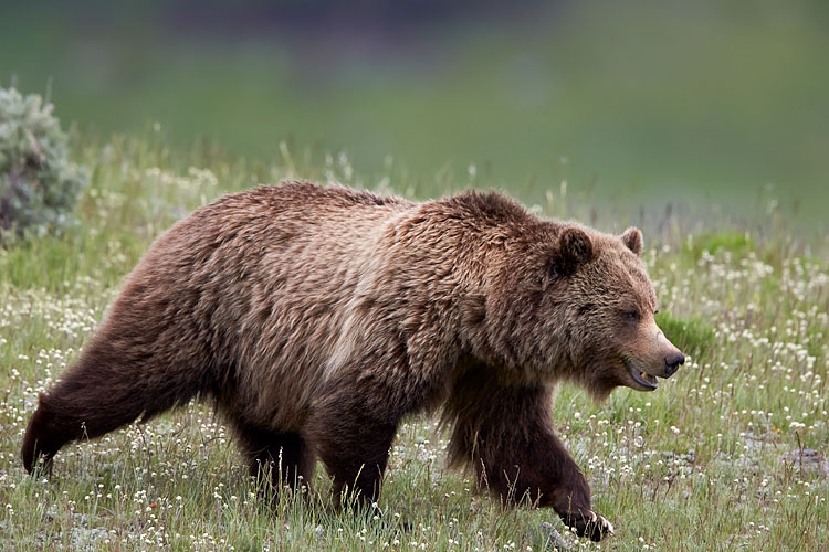 Grizzly Bear