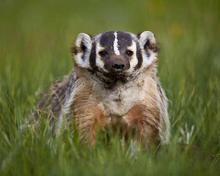 American Badger