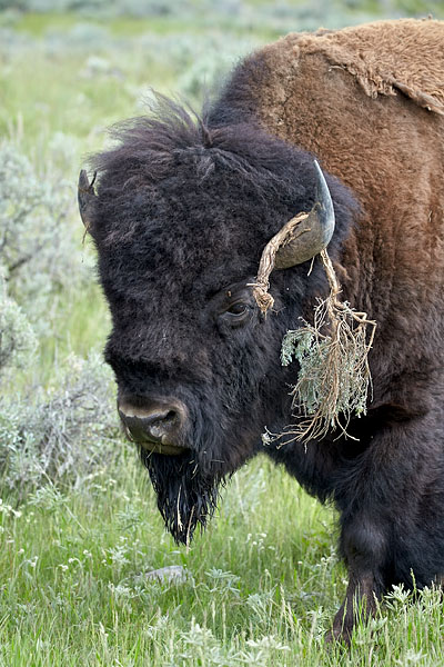 Bison Bull