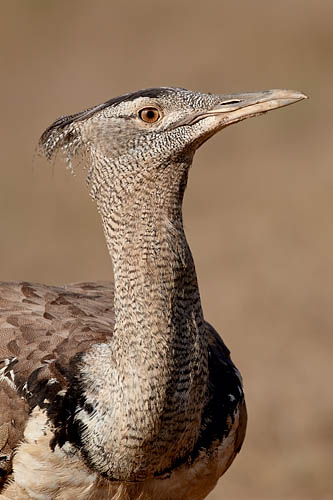 Kori Bustard